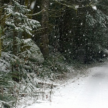 Image banner